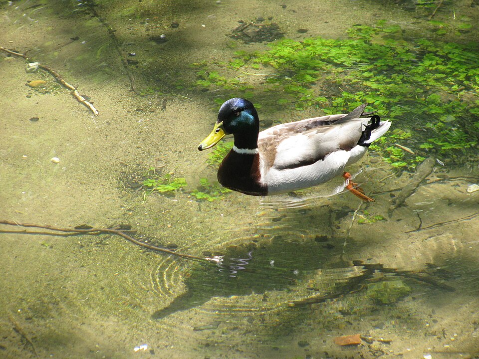 File:Vrelo Bosne Ducks 01.JPG