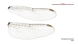Male wings