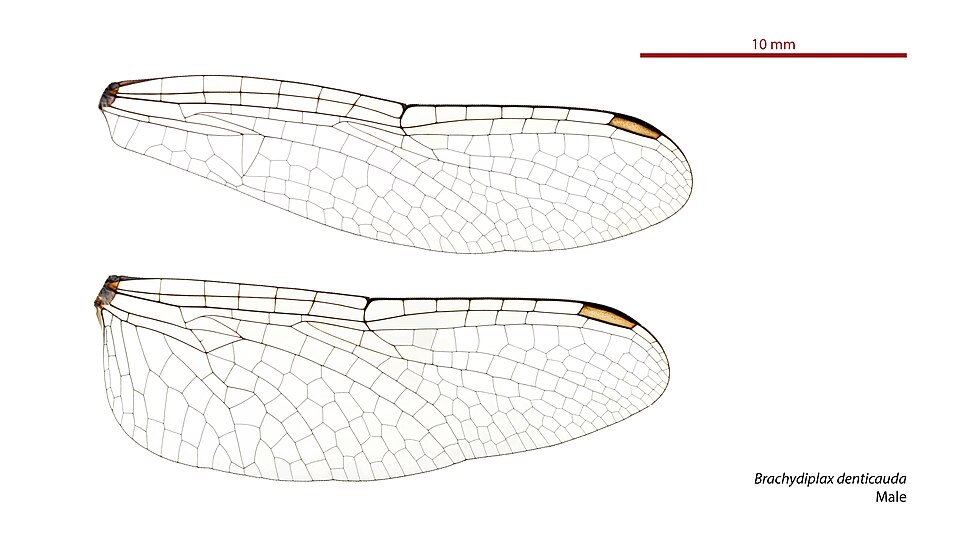 File:Brachydiplax denticauda male wings (34215851744).jpg