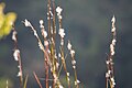 Thumbnail for version as of 16:49, 11 March 2016