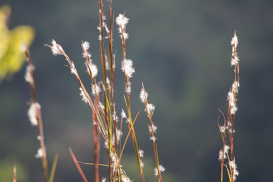 File:Broomsedge bluestem (Andropogon virginicus) (21787518884).jpg