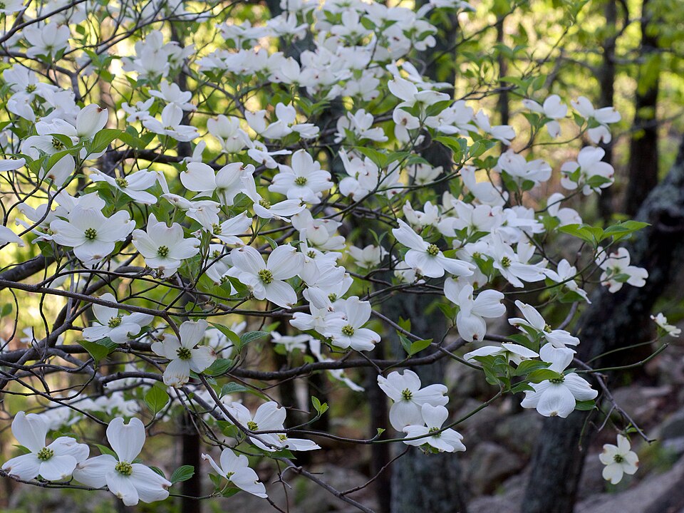 File:Cornus florida Arkansas.jpg