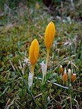 Crocus ancyrensis closed