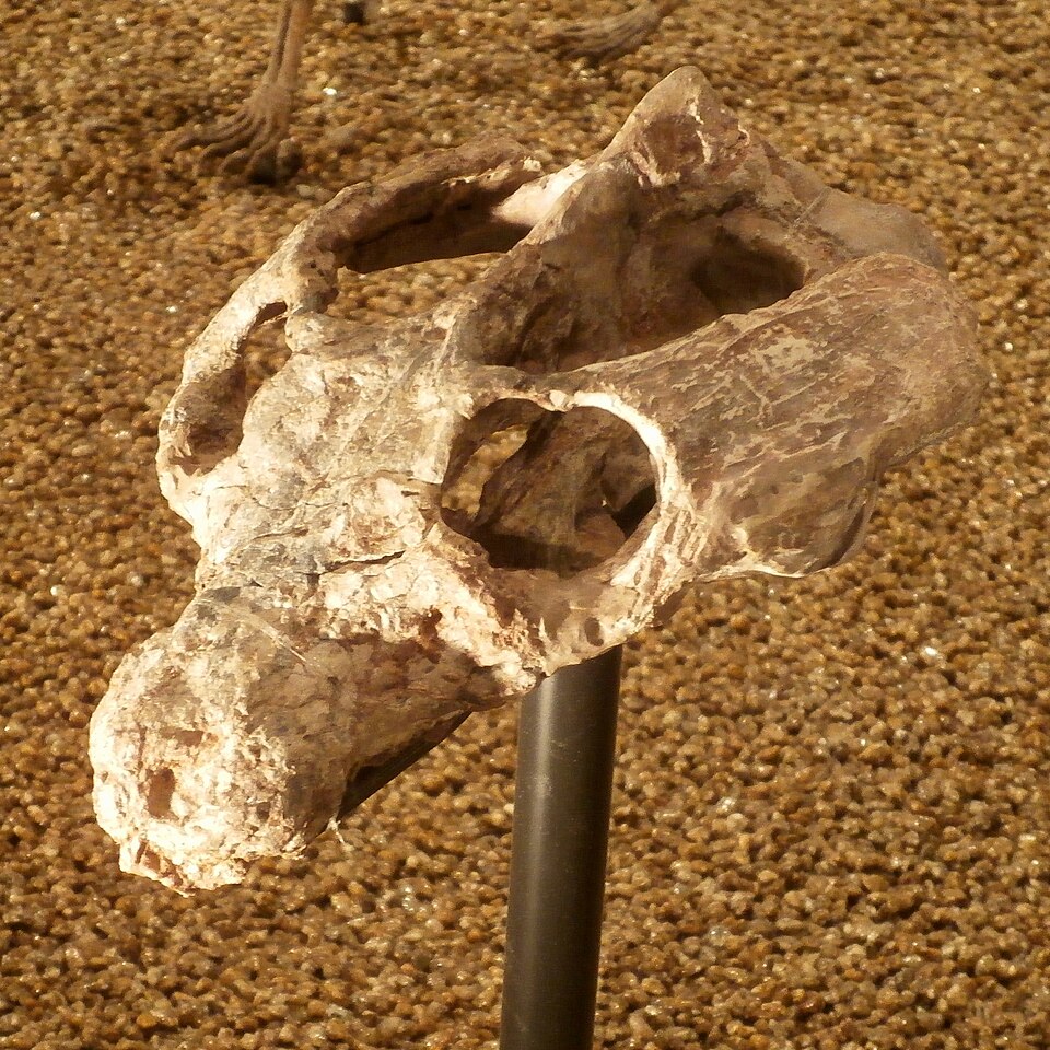 File:Fossil of Traversodon sp.jpg
