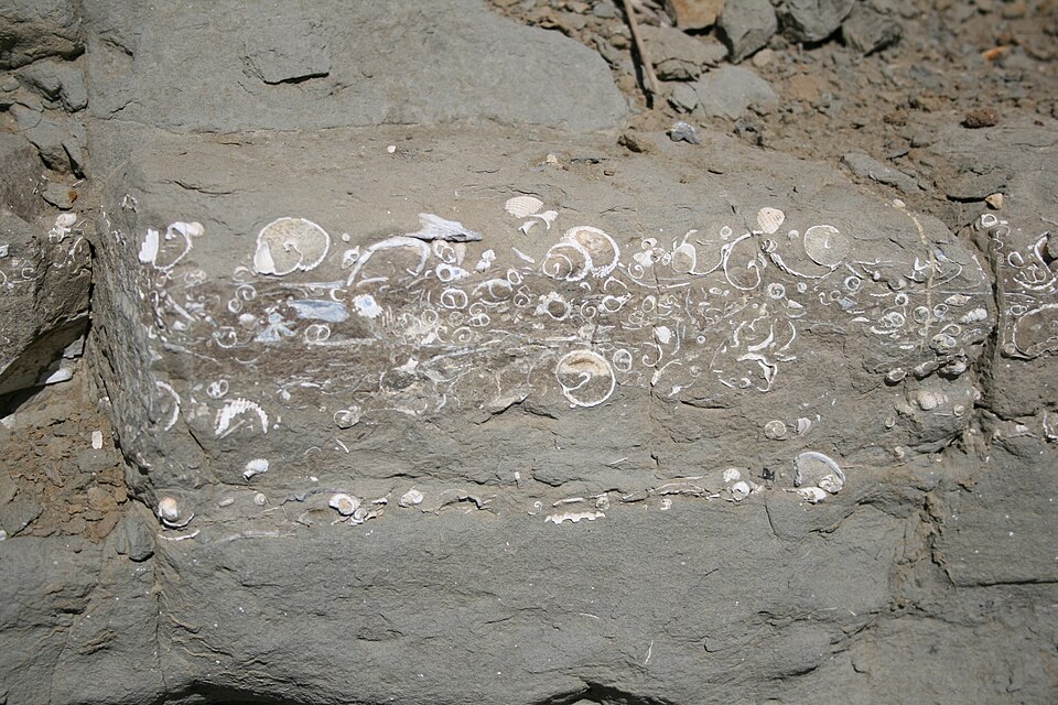 File:Fossils in a beach wall.JPG