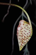 Gongora quinquenervis