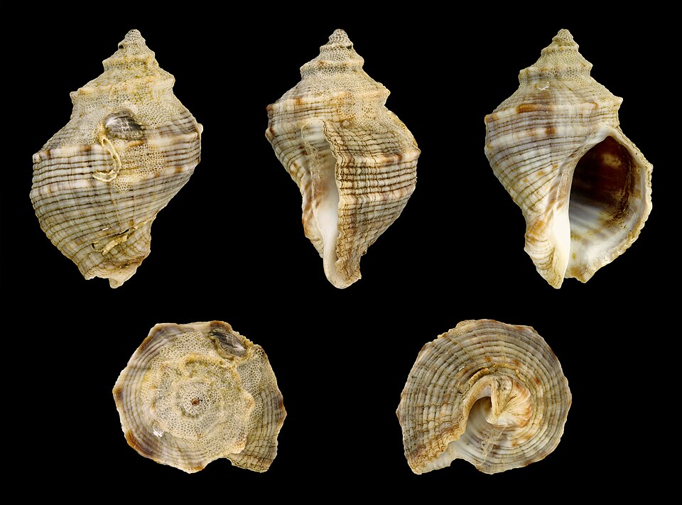 File:Indothais malayensis 01.JPG
