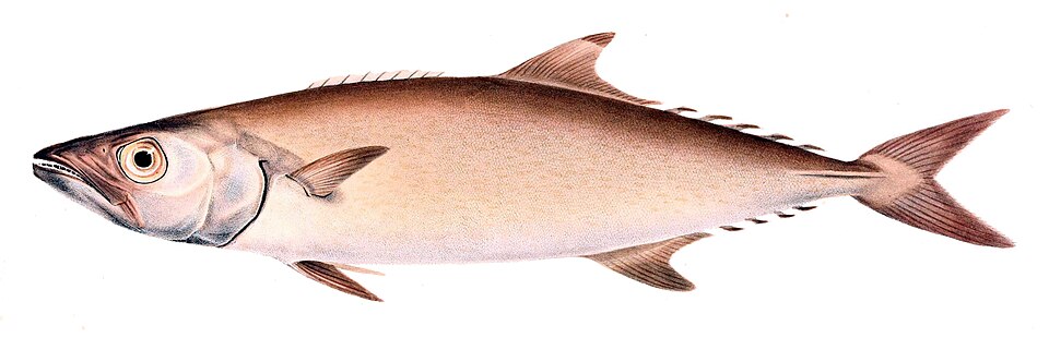 File:Lepidocybium flavobrunneum.jpg
