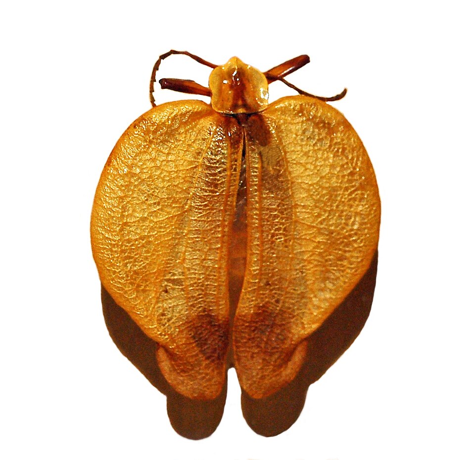 File:Lycidae - Lycus trabeatus.JPG