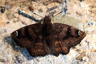 Macarius tufted skipper Nisoniades macarius Brazil