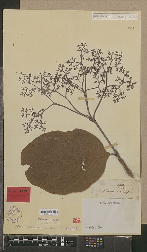 File:Premna parasitica Europeana.eu-11649- Botany L 0699510-305aa18c5c1688829533c53d783974e9.jpg