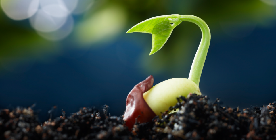 File:Seed germination.png