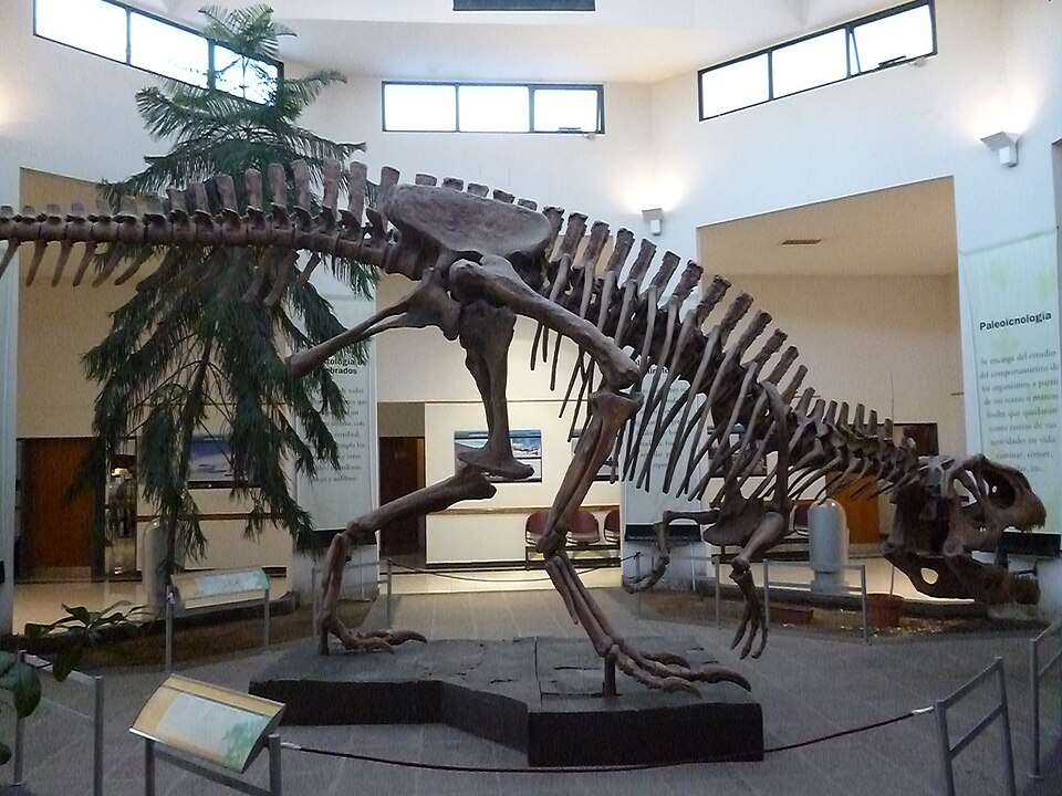 File:Tyrannotitan MEF 001.JPG
