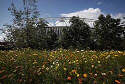 A dense band of mixed wildflowers in bloom beside a path in the Olympic Park