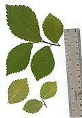 Short-shoot root-sucker leaves of Cornish elm, Edinburgh