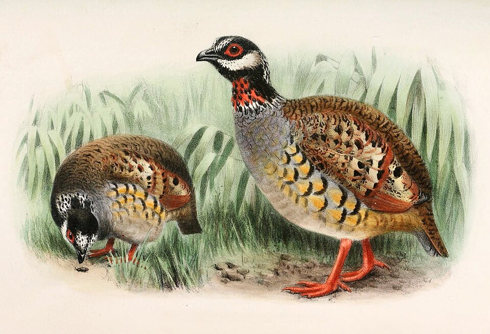 File:Arborophila campbelli 1905.jpg