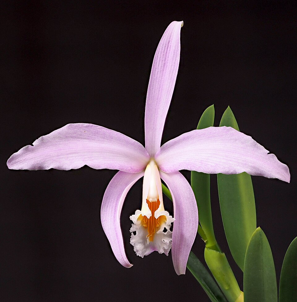 File:Cattleya jongheana (flower) NT (cropped).jpg