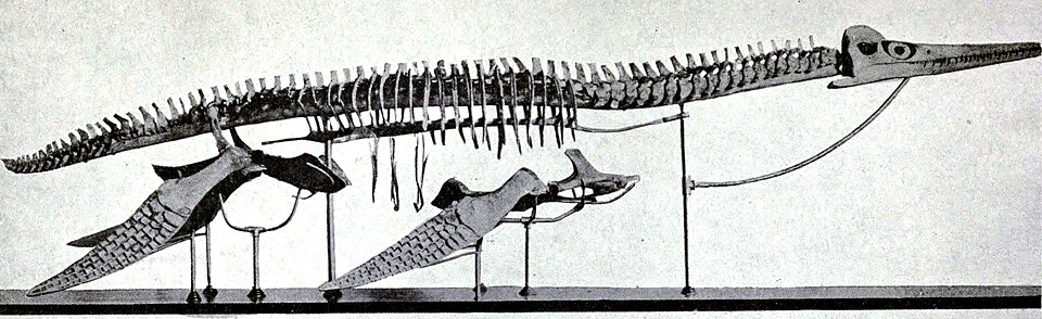 File:Dolichorhynchops osborni.jpg
