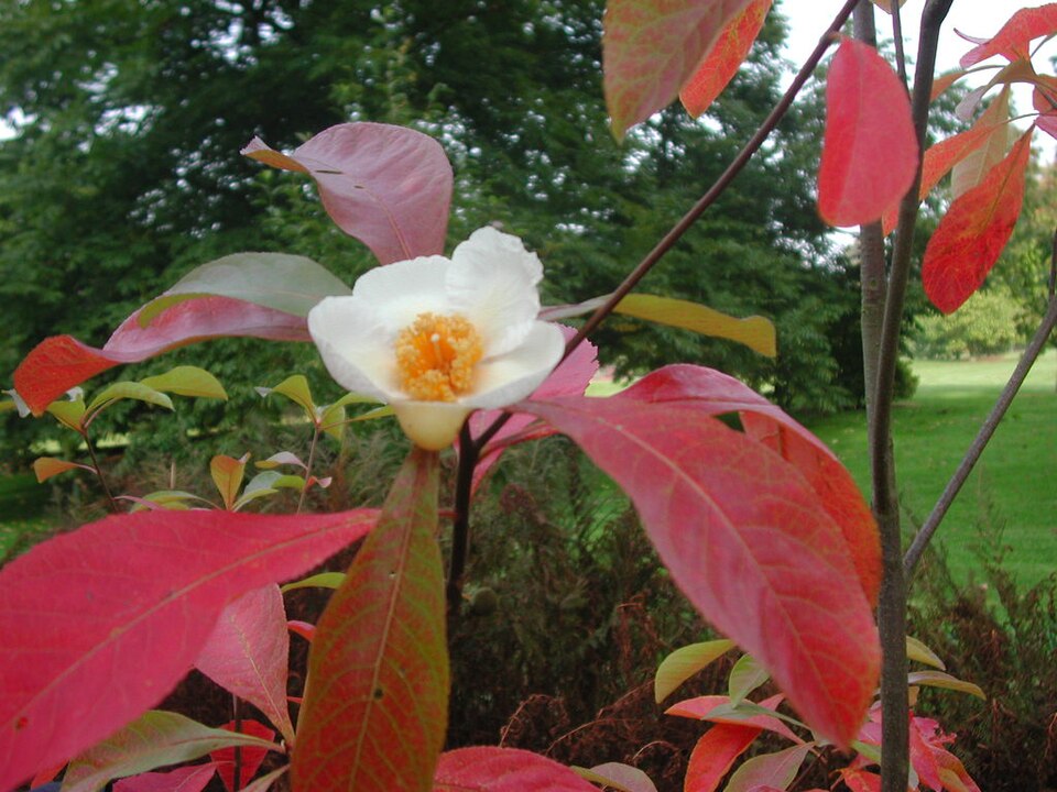 File:Franklinia alatamaha.jpg
