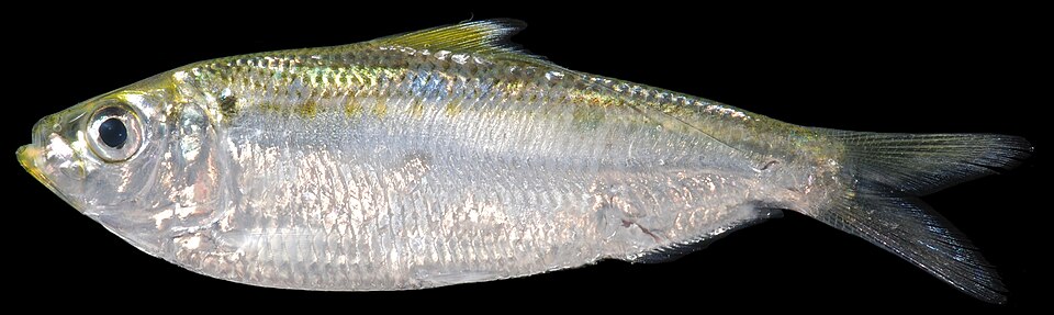 File:Opisthonema oglinum RR 090120 0991 (50358043746).jpg