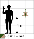 Ozimek volans