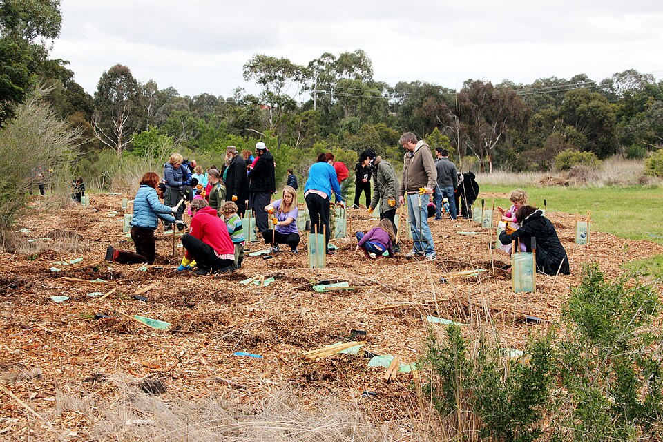 File:Planting trees.jpg
