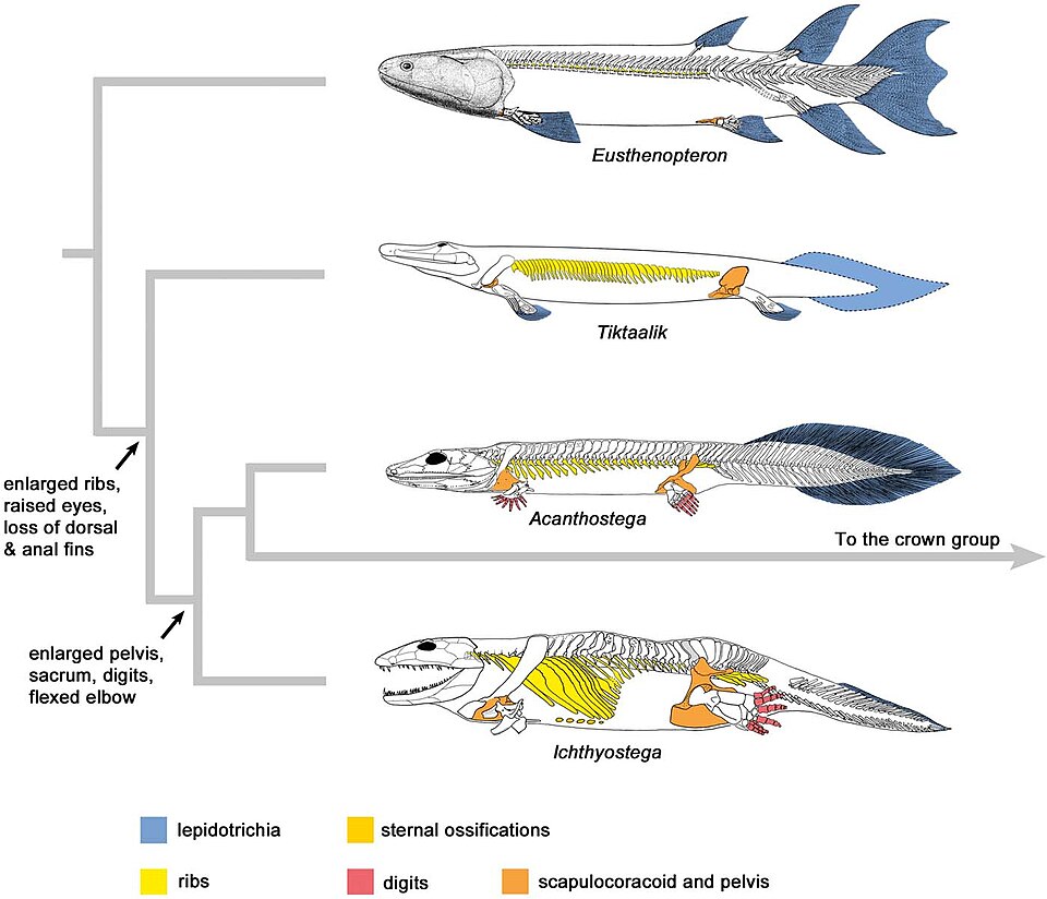 File:Simplified phylogeny spanning the fish–tetrapod transition.jpg