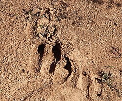 Footprint