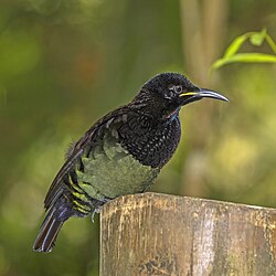Victoria's riflebird Ptiloris victoriae ♂ Australia