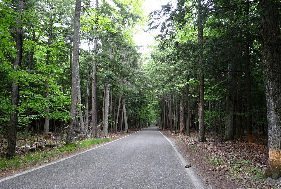 File:2009-0619-TunnelofTrees.jpg