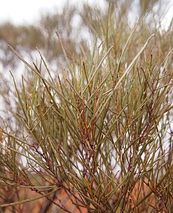 Foliage (A. m. subsp. teretifolia)