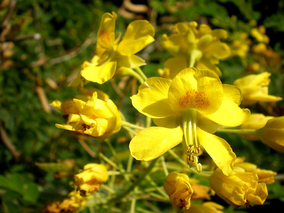 File:Caesalpinia mexicana 3c.JPG
