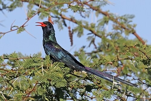 Green wood hoopoe Phoeniculus purpureus angolensis Zimbabwe