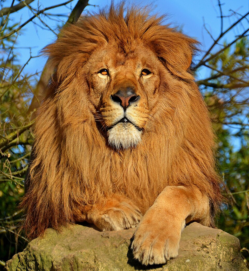 File:Lion d'Afrique.jpg