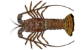 Spiny lobster