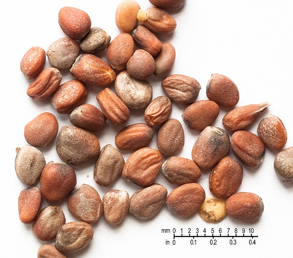 File:RadishSeeds.jpg