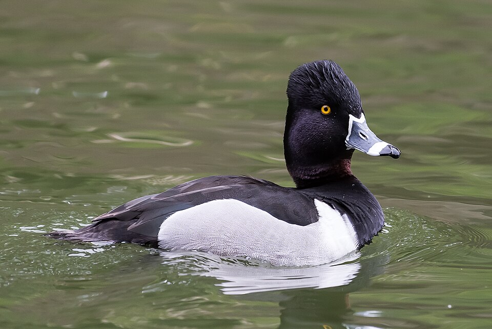 File:Ring-necked Duck (m) (26265137481).jpg