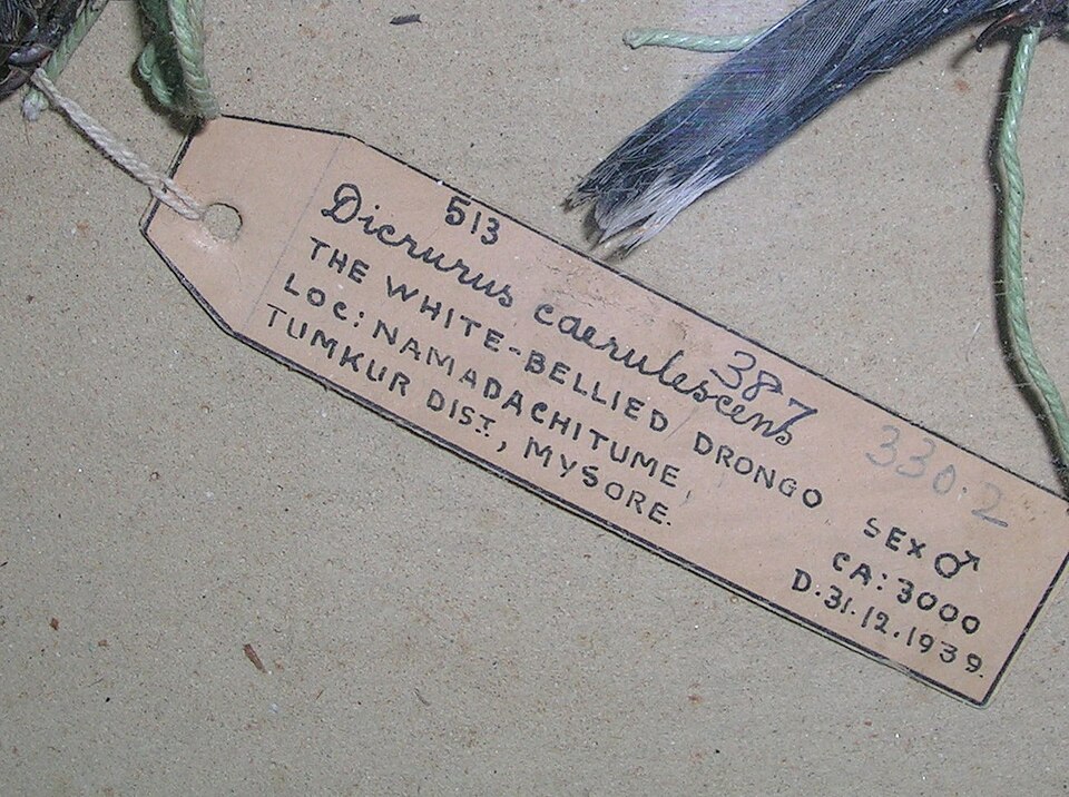 File:SalimAliLabel.jpg