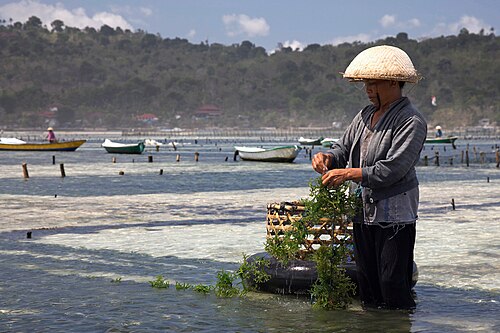 Seaweed farming, by Jean-Marie Hullot