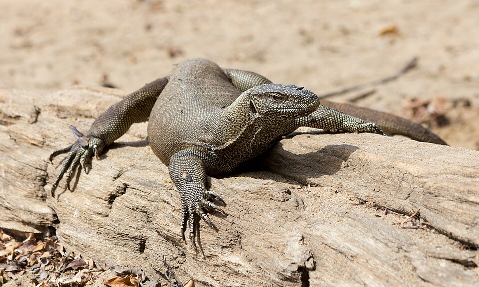 File:Varanus bengalensis - 02.jpg