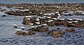Small flock at rest