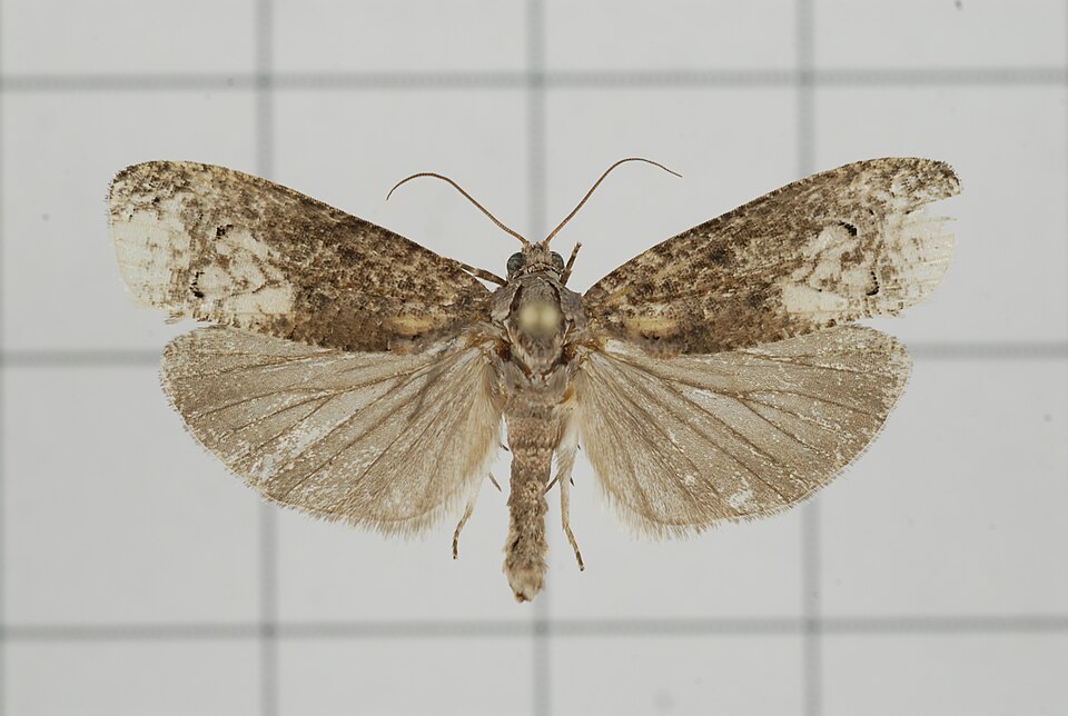 File:A48-20150512-151 (19881776335).jpg