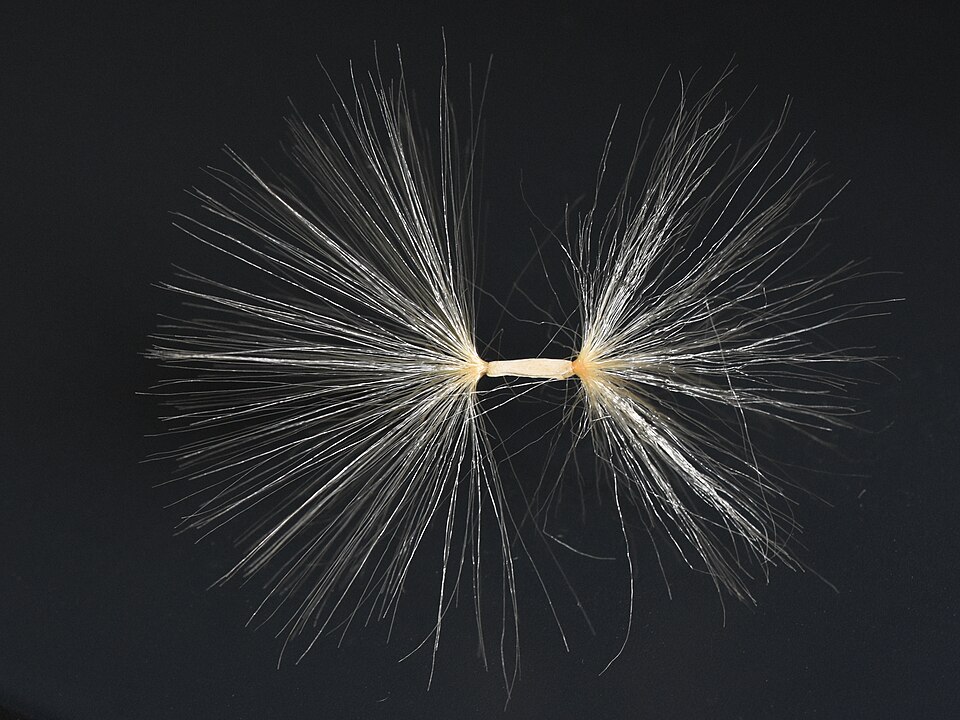 Adenium 1-cm seed with pappus (Adenium obesum). Gallery: Commons:Featured_pictures/Plants#Family_ApocynaceaeCommons POTD, 27 Sep 2022