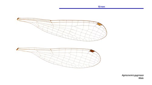 Male wings