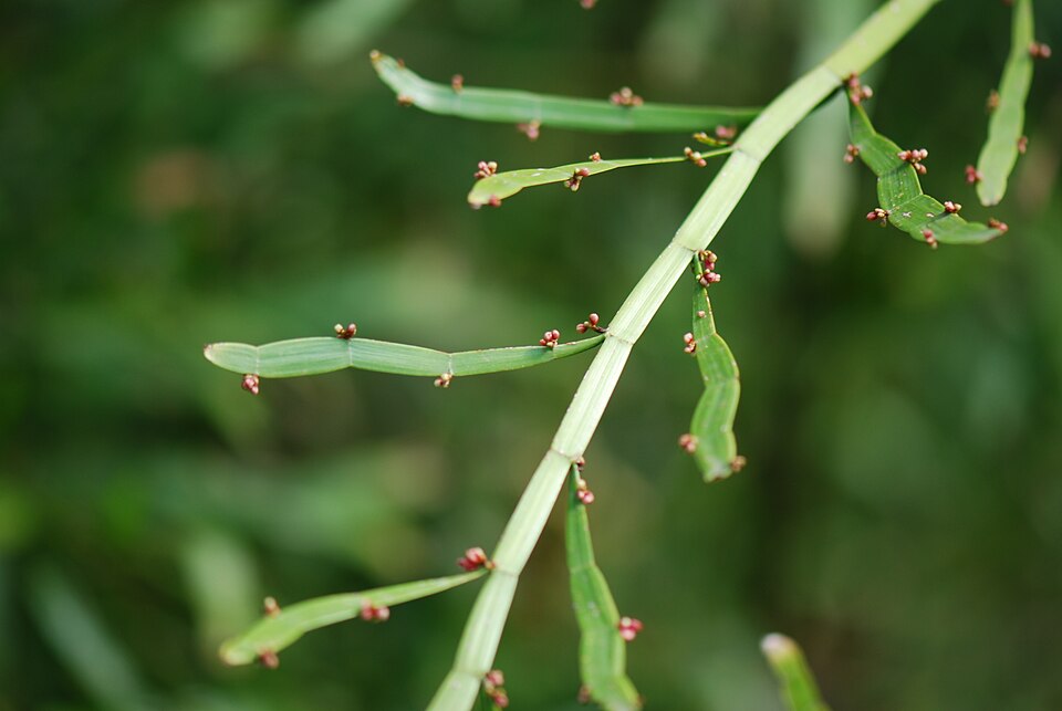 File:Centipede Plant 02 Pengo.jpg