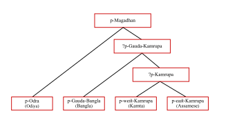 The descent of proto-Gauda, the ancestor of the modern Bengali language, from the proto-Gauda-Kamarupa line of the proto-Magadhan (Magadhi Prakrit).​​​
