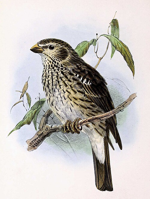 File:Emberiza calandra 1873.jpg