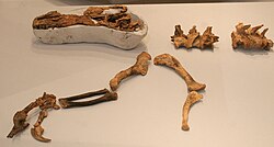 Photograph of a specimen of Guanlong in side-on view, showing the skull, bones of the limbs and vertebrae of the spine