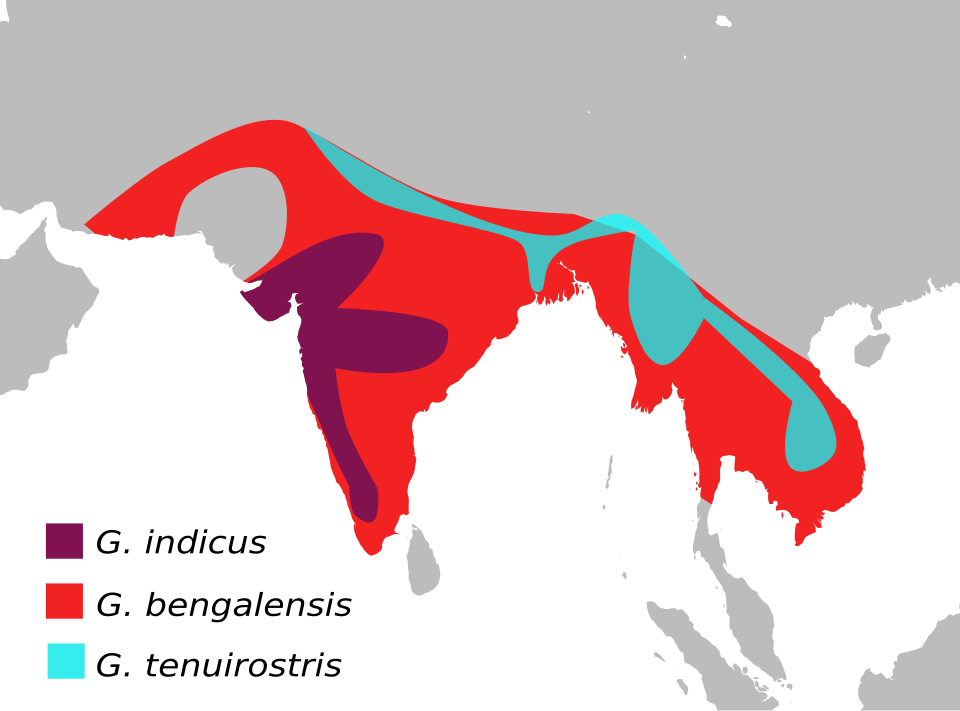 File:GypsBengalensisMap.svg
