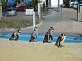 Humboldt penguins
